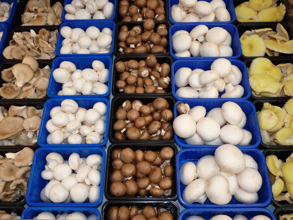 Gesund ernähren mit Pilzen